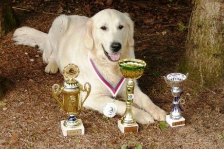 ČESKÝ ŠAMPION PRÁCE.jpg